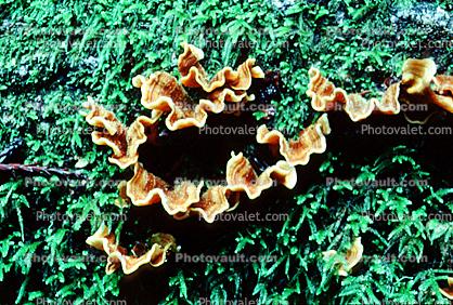 bracket fungus, conk, Polypore, shelf fungus, tree, moss