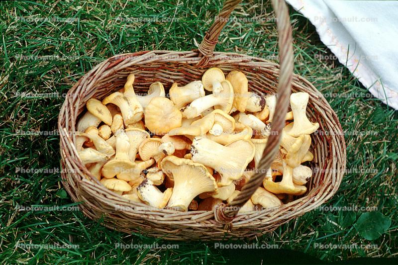 basket full of Chantrelle Mushrooms