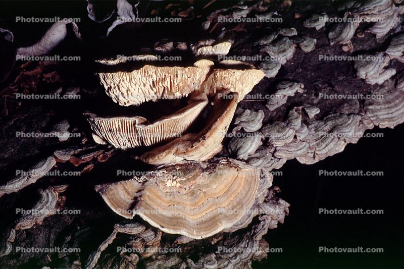 bracket fungus, shelf fungus, tree, Polypore, conk