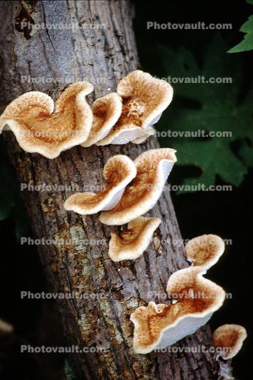 bracket fungus, Lady Bird Johnson Grove, conks, shelf fungus, Polypore, Lady Bird Johnson Grove