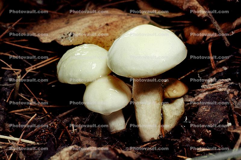 Mushroom Clump