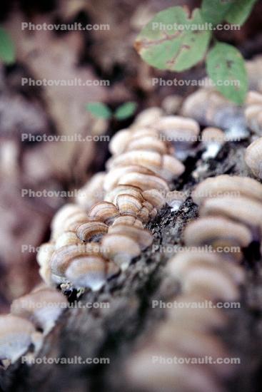 bracket fungus, conks, shelf fungus, tree, Polypore