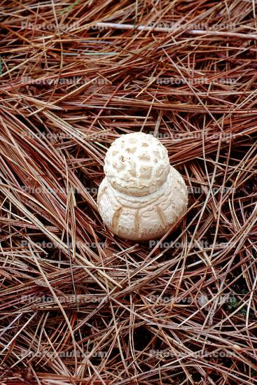 pine needles, mushrooman, snowman