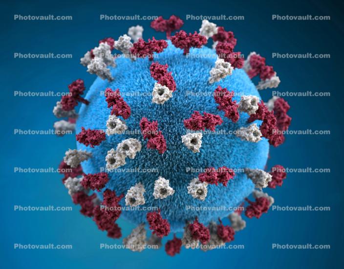 Measles Virus, Virions, tuberculars