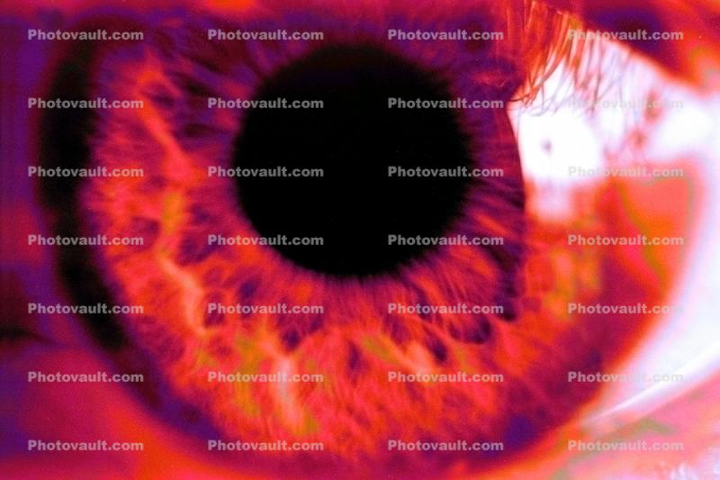 lash, Eyeball, Iris, Lens, Pupil, Eyelash, Cornea, Sclera