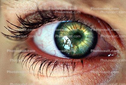 Eyeball, Iris, Lens, Pupil, Eyelash, Cornea, Sclera, skin, Female, Woman