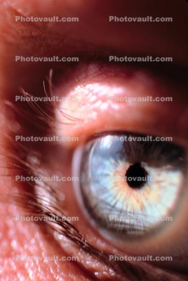 Eyeball, Iris, Lens, Pupil, Eyelash, Cornea, Sclera