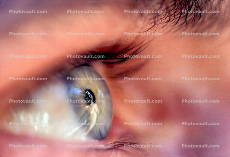 Eyeball, Iris, Lens, Pupil, Eyelash, Cornea, Sclera, Male, Man, profile