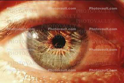 Eyeball, Iris, Lens, Pupil, Eyelash, Cornea, Sclera, Man, Male