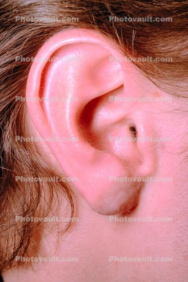 Ear, Lobe, Hearing