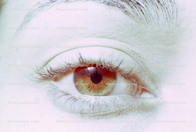 Eyes, Eyelash, skin, female, woman, eyebrow, iris, pupil, cornea