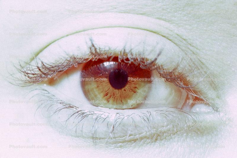 Eyes, Eyelash, skin, female, woman, eyebrow, iris, pupil, cornea