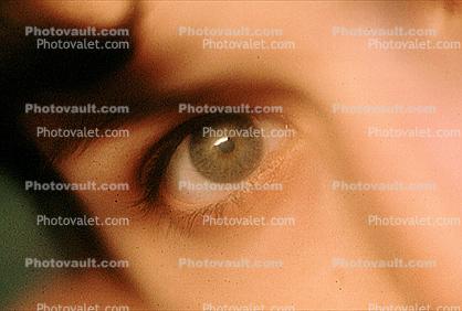 Eyeball, Iris, Lens, Pupil, Cornea, Sclera, Eyelash, skin