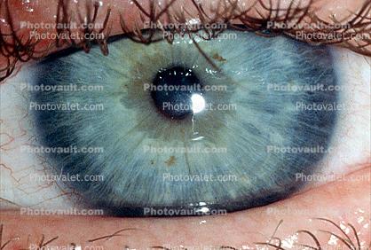 Eyeball, Iris, Lens, Pupil, Cornea, Sclera, Eyelash, aqueous humor, Woman, Female