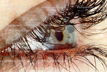 Eyeball, Iris, Lens, Pupil, Cornea, Sclera, Eyelash, aqueous humor, Woman, Female