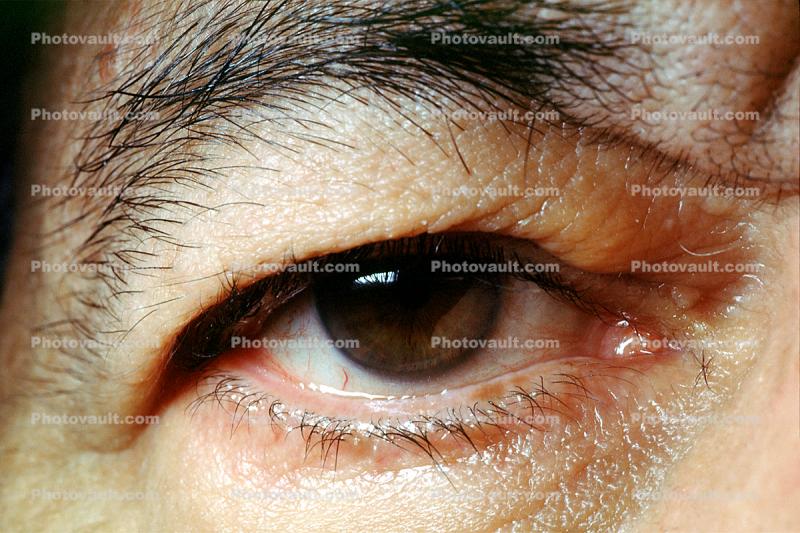 Eyeball, Iris, Lens, Pupil, Eyelash, Cornea, Sclera, Man, Male, skin, Eye Brow, Eyebrow
