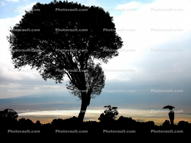 Africa, Tree