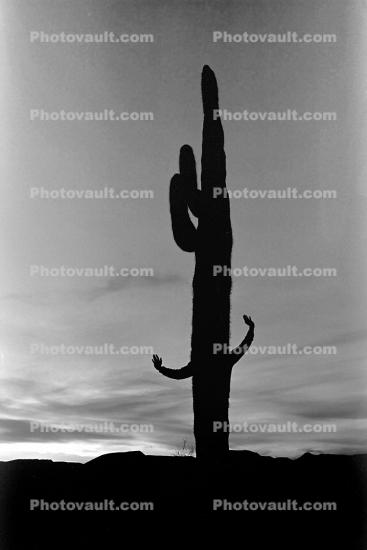 Perhaps Support, Saguaro Cactus, Arizona