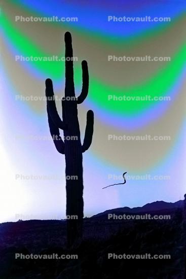 The Floating Cobra Snake, Saguaro Cactus, Arizona, psyscape