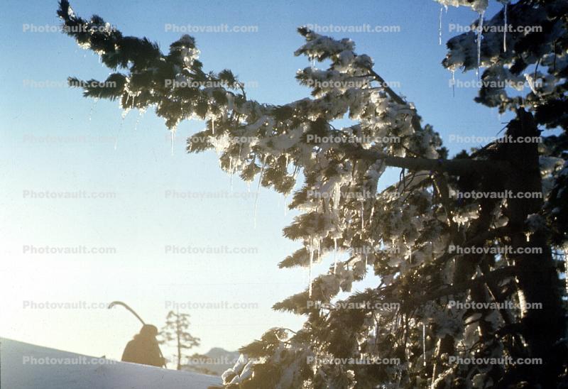 early one morning, snow, Ice, Cold, Icicle, Frozen, Icy, Winter, evergreen trees, Pine, Crater Lake National Park