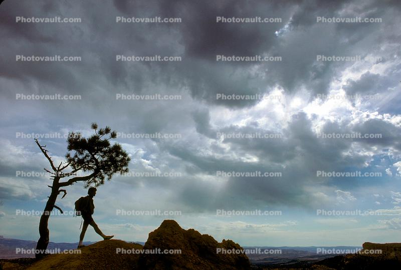 Contemplation of the Inner Distance, Hiker, backpack, man, male, tree