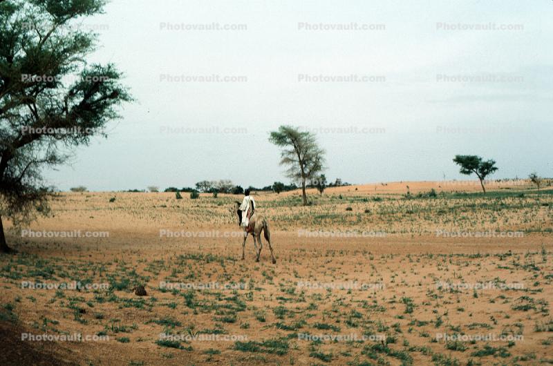 Man on a Camel in the Arid Desert