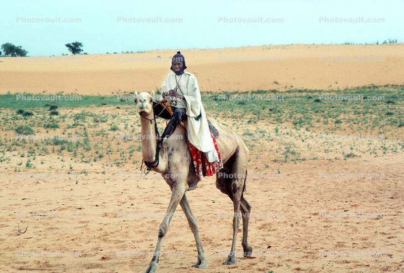 Man on a Camel in the Arid Desert