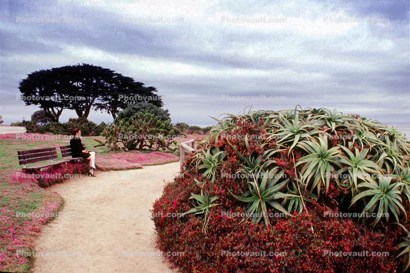 Woman sitting on a bench, Path, Pacific Grove, California