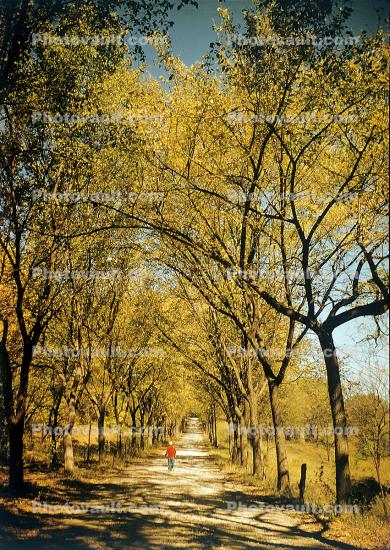 Tree Lined Road, dirt road, trees, unpaved