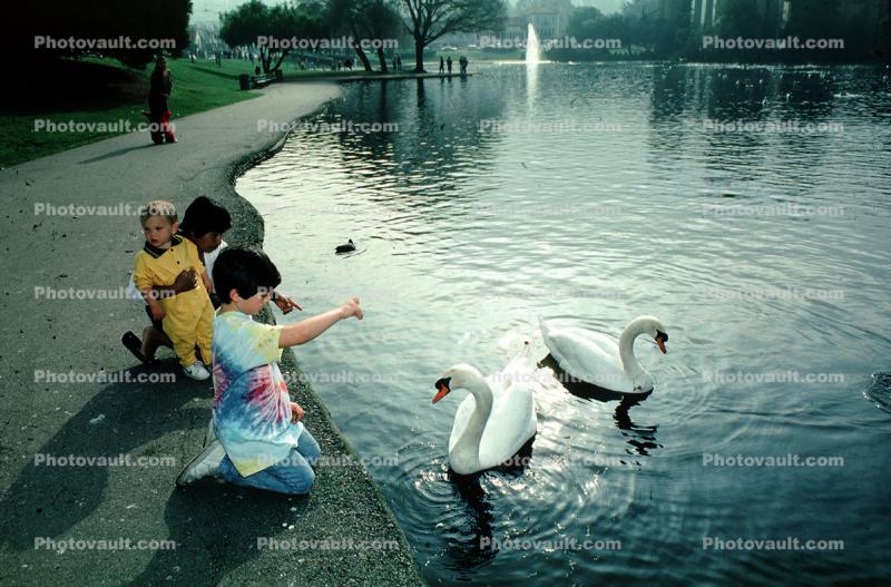 Children playing with swans, pond, lake, boy