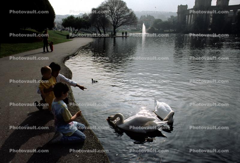 Child, Toddler, pond, swan