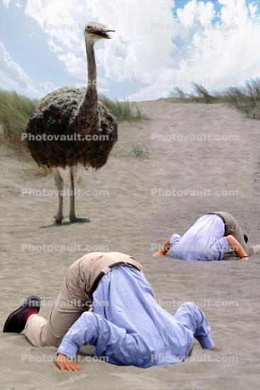 Ostrich, Head Buried in the Sand, Bury Your Head In the Sand, Businessman, Businesswoman