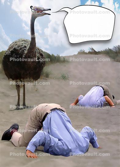 Ostrich, Head Buried in the Sand, Bury Your Head In the Sand, Businessman, Businesswoman