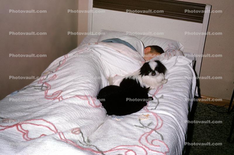 Sleeping, Dog, Blanket, Man, Male