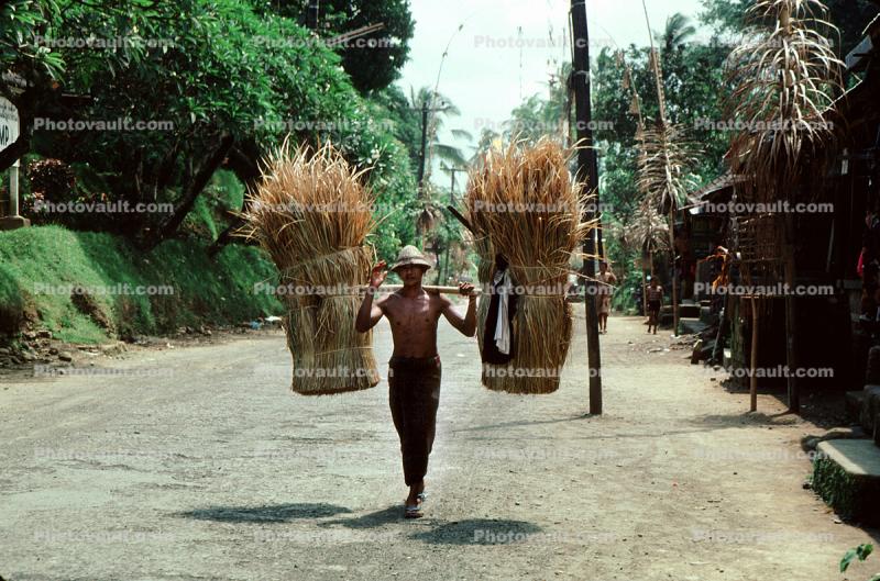 Man, sari, wheat bushels, Ubud, Bali, Indonesia