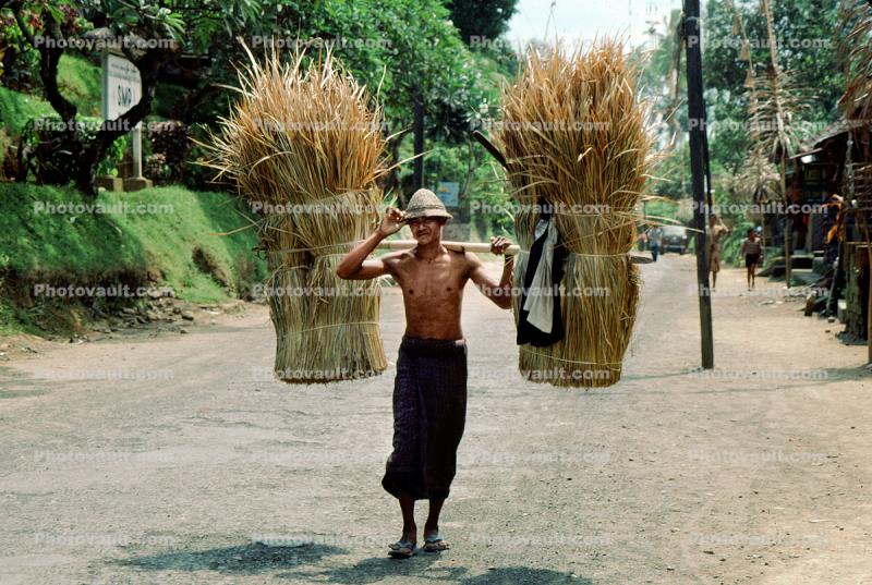 Man, sari, wheat bushels, Ubud, Bali, Indonesia