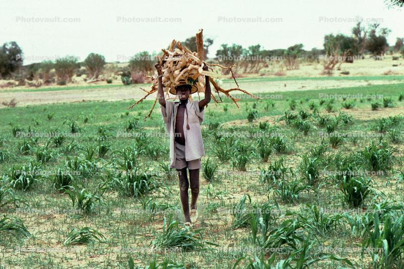 Man carrying Tree Branches, firewood, desertification, Africa