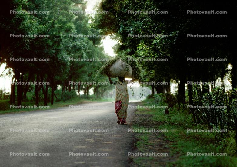 Woman Carrying a bushel of plants on her head, Bayad Taluka
