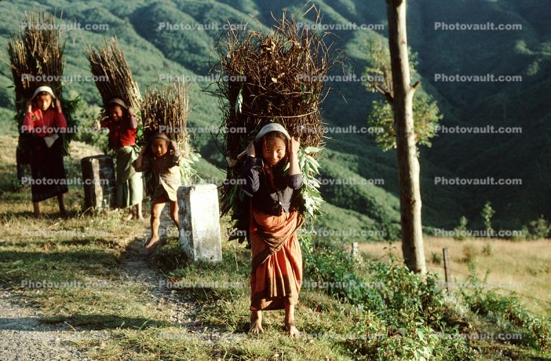 Girl Carrying Firewood, Desertification, wood bundle, twigs, Child-Labor