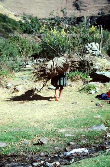 woman carrying wood, firewood, desertification, Inca Trail, Peru