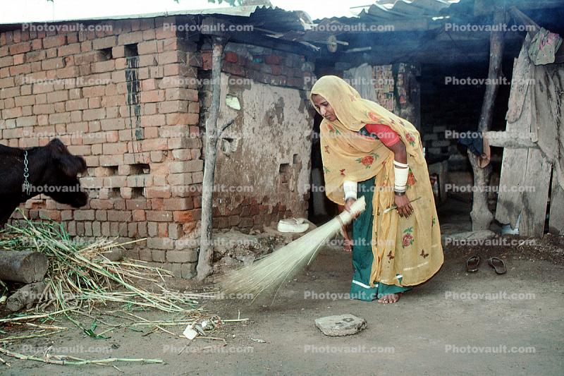 Woman Sweeping, India, cow