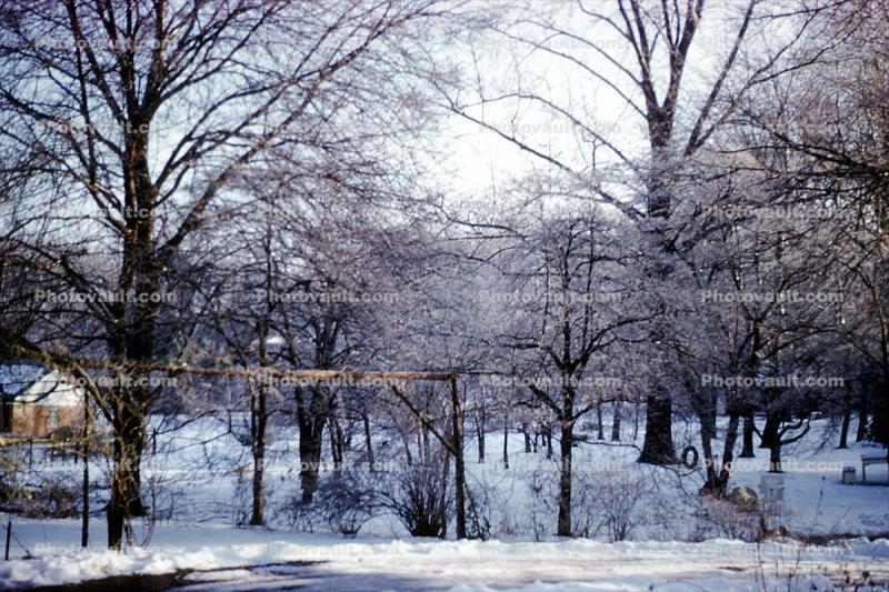 backyard, trees, snow