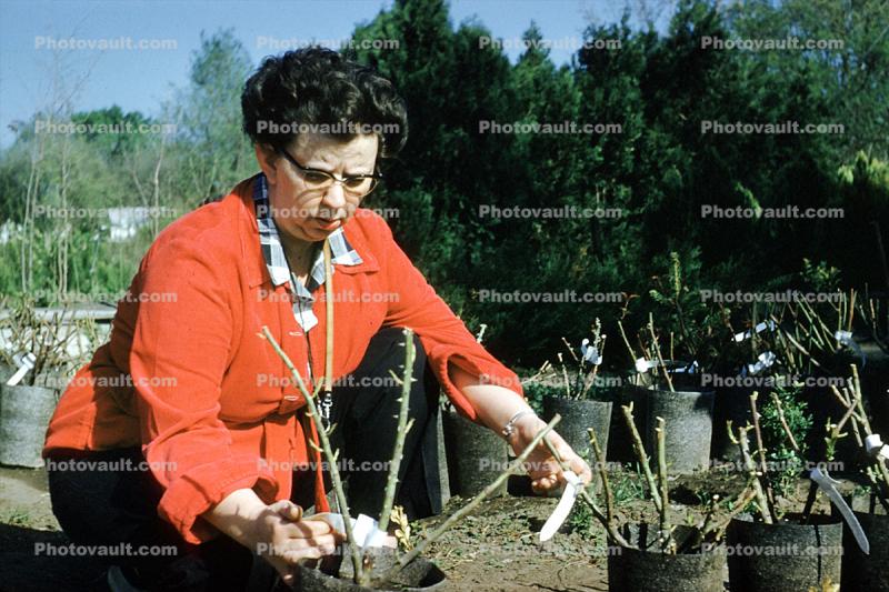 1940s housewife, planting rose bushes, woman, 1950s