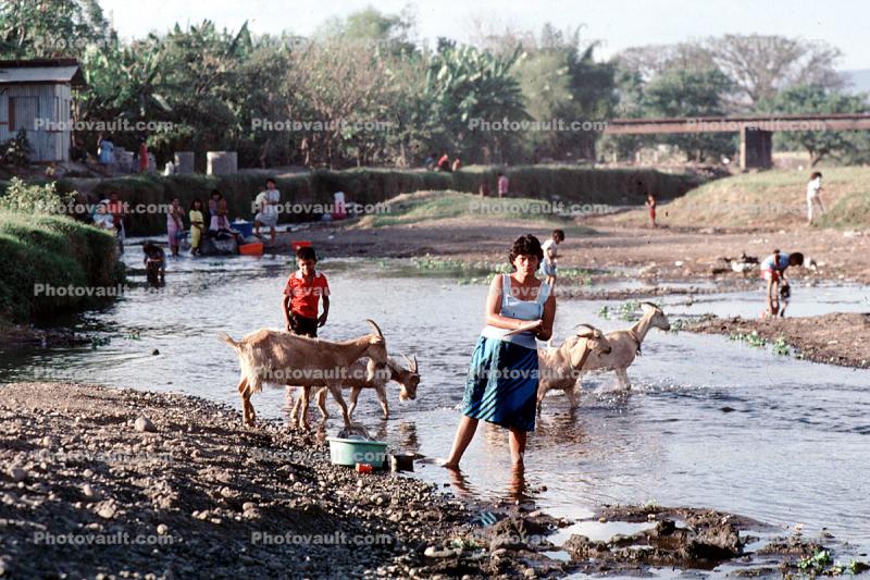 goats, river, dish washing, woman, India