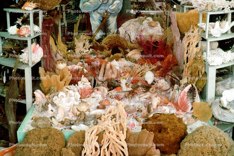Sponge, Coral, poached sealife, shells, dried, souvenir