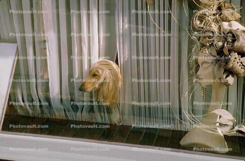 Afghan Dog in a Window, curtain, Mannequin with wild hair