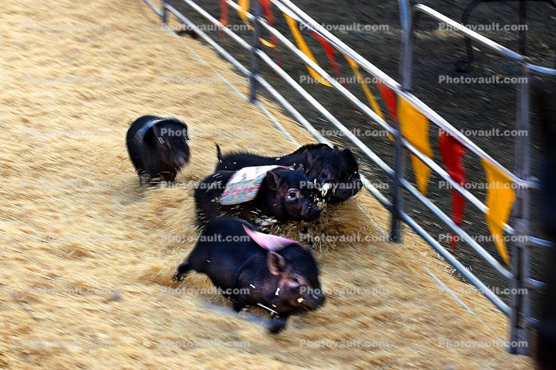 Pig Races, Funny, Marin County Fair