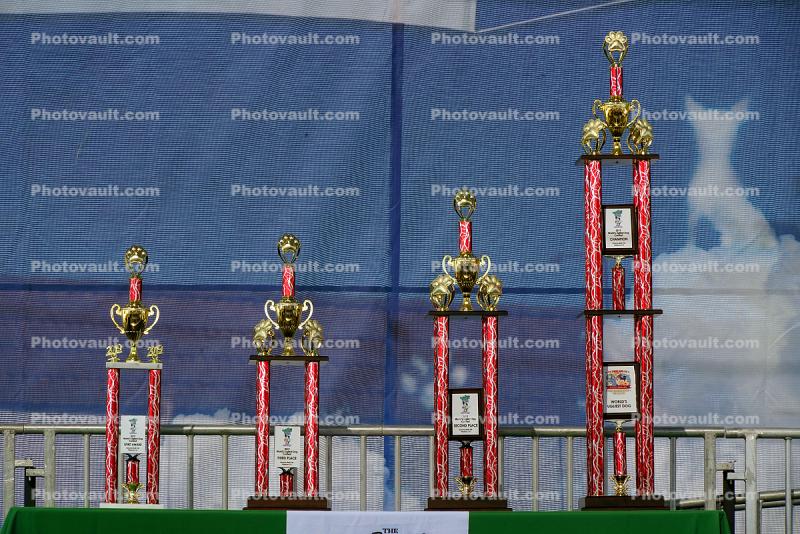 Trophys, World's Ugliest Dog Contest, Sonoma-Marin Fair, 21/06/2019