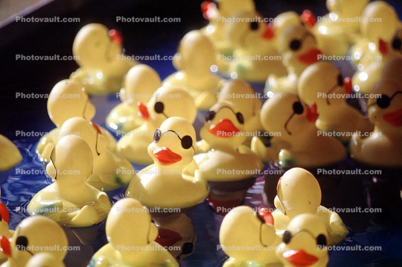 Rubber Duckies, Marin County Fair, California