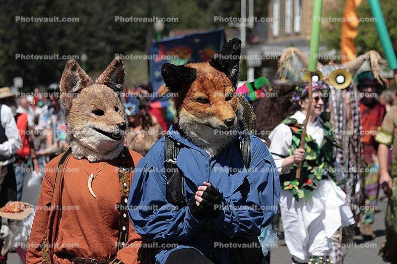 Red Fox, Wolf, April Fools Parade, Wolves